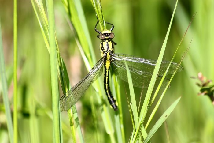 GONFIDI.Gonphus vulgatissimus al primo volo?